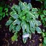 Dark Star Hosta